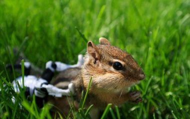 Cute Chipmunk Closeup On Backyard Green Lawn