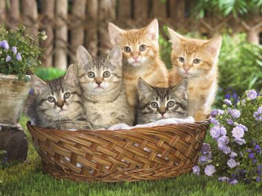 Basketful Of Tabby Kittens In Garden