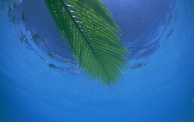 Underwater Palm Leaf Beach Okinawa Japan