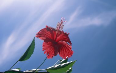 Japan Okinawa Hibiscus Flower Blue Sky Nature Scenery