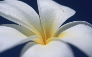 日本冲绳鸡蛋花特写