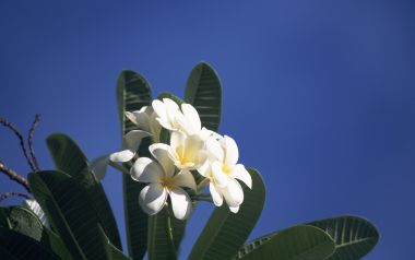 日本冲绳鸡蛋花与蓝天自然景观