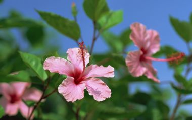 日本冲绳扶桑花与蓝天