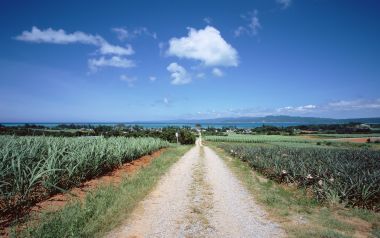 Okinawa Rural Road And Distant Ocean View