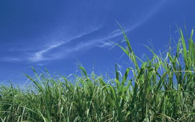 Japan Okinawa Blue Sky Green Grass Natural Landscape