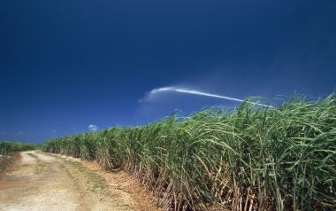 日本冲绳甘蔗田灌溉场景