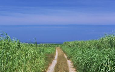 日本冲绳海滩旁的绿植小径