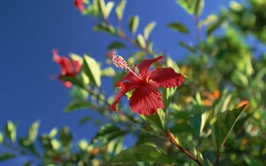 日本冲绳扶桑花与蓝天