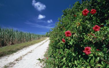 Japan Okinawa Rural Dirt Road And Hibiscus