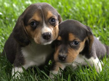 Cute Beagle Puppies On Grass