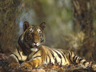 Bengal Tiger Bandhavgarh National Park