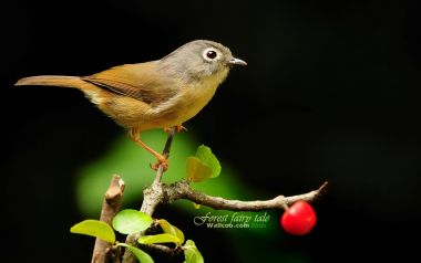 Birds In Forest Cherry