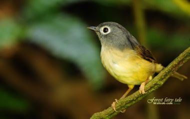Birds In Forest Deep In The Woods