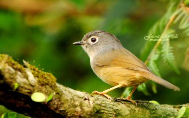 Cute Bird Perched In The Forest