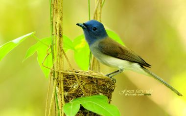 Black Naped Monarch Bird In Forest
