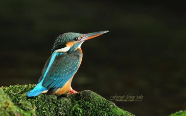 Beautiful Kingfisher In The Forest