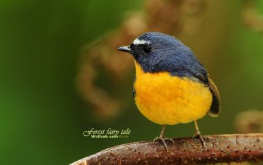 Small Bird In The Forest