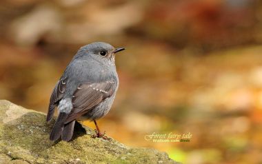 Bird In Forest Moment Of Reflection
