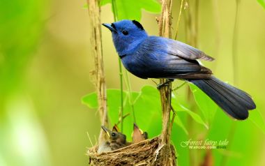 Black Naped Monarch Bird With Chicks In Nest