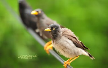 Myna Birds Perched On Branch