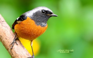 Daurian Redstart In Forest