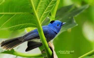 Black Naped Monarch Bird In Forest