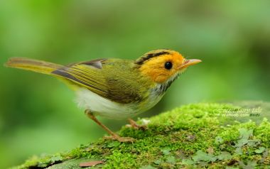 Bird Perched On Mossy Forest Log