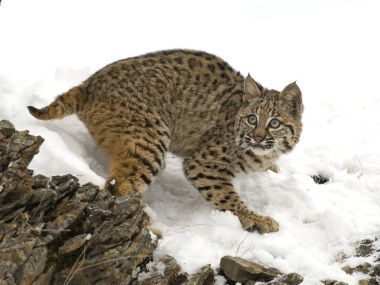 冬季雪地中的短尾猫（Bobcat）