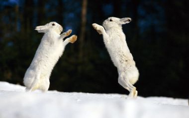 雪地中拳击的北极兔