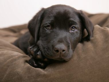 棕色眼睛的黑色拉布拉多幼犬