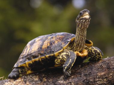 Wood Turtle In The Forest