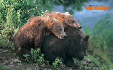 Three Cuddling Brown Bear Cubs Riverbank Wild Photography