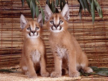 Caracal Kittens Photography