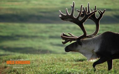 Wild Caribou Walking On Tundra Meadow Nature Photography