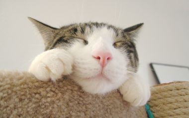 Whimsical Cats: Natural Moments Wallpaper Collection
