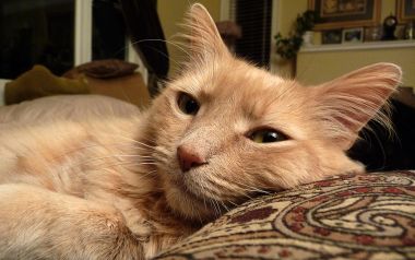 慵懒的橘色长毛猫特写