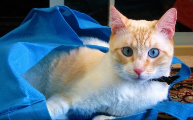 蓝色购物袋里的蓝眼橘猫