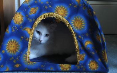 星空图案猫窝里的白色长毛猫