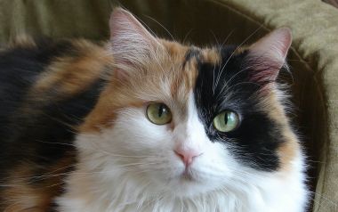 三花长毛猫特写肖像