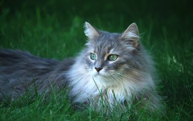 Long Haired Cat With Green Eyes In Grass