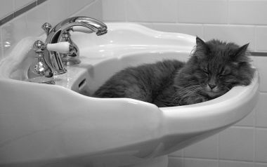 Cat Sleeping In Bathroom Sink