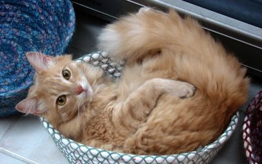 蜷缩在篮子里的可爱橘猫
