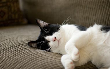 Sleeping Black And White Cat On Sofa