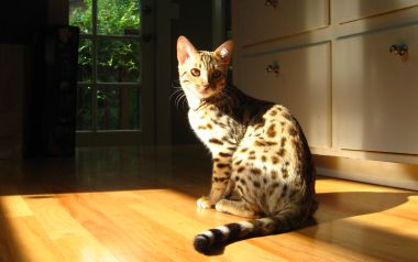 Bengal Cat In Sunlight