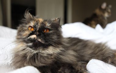 Tortoiseshell Long Haired Cat With Amber Eyes