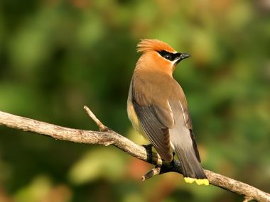 Cedar Waxwing Perched On Branch