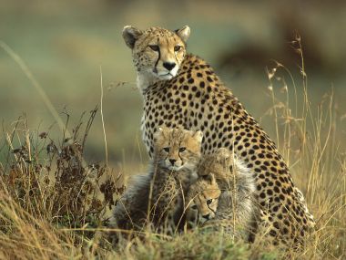 Cheetah Mother And Cubs Masai Mara