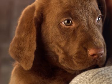 Chocolate Lab Puppy Close Up