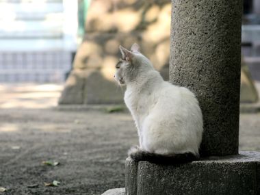 White Cat Sitting On Stone Pillar In City