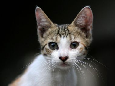 City Tabby Cat Close Up